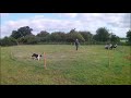 Training  My Sheepdog - the other side of the fence