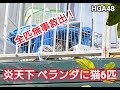 【緊急生配信 】全匹無事救出！炎天下の"ベランダ猫6匹 "