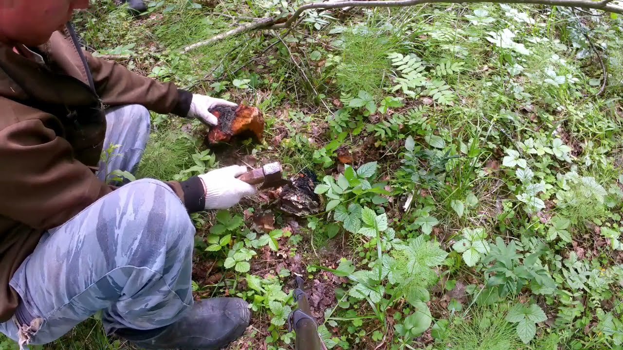 В лес на сбор чаги.Деревенский заработок.