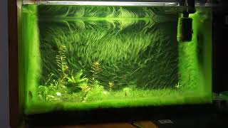 Aquarium with filamentous algae  /  Аквариум с нитчатыми водорослями