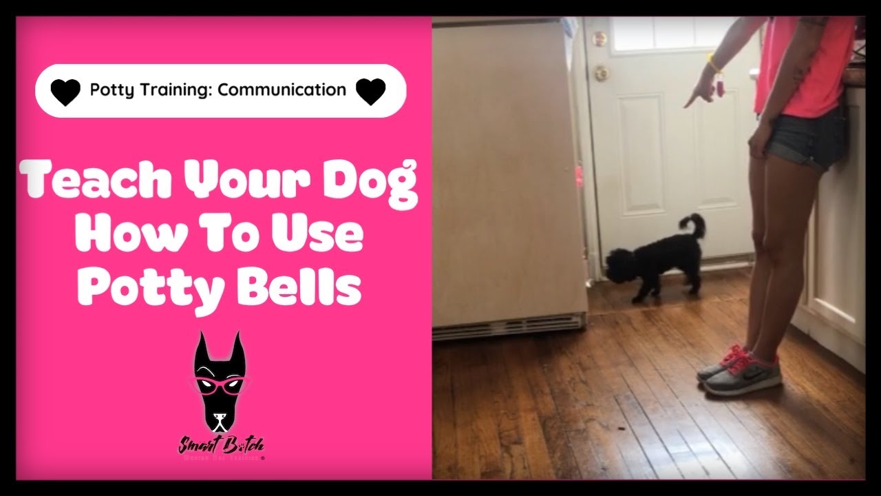 Teach Your Dog How To Use Potty Bells YouTube