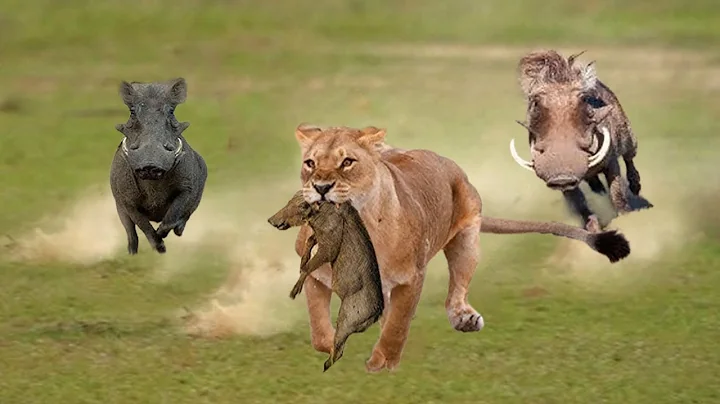 African Wild Boar Crazy Attacks Lion, Causing Hunters To Run Away In Fear