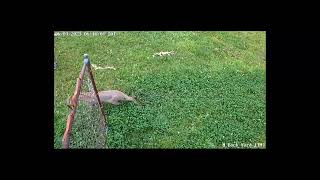 Bobcat sighting in suburban Ohio - captured on Reolink Trackmix and Duo 2