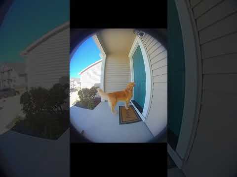 Lost Dog Returns Home