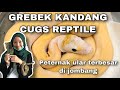 GREBEK KANDANG BREEDER ULAR TERBESAR DI JOMBANG || SATWA NUSANTARA