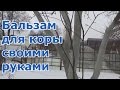 Побелка деревьев весной. Рецепт живительного бальзама для коры