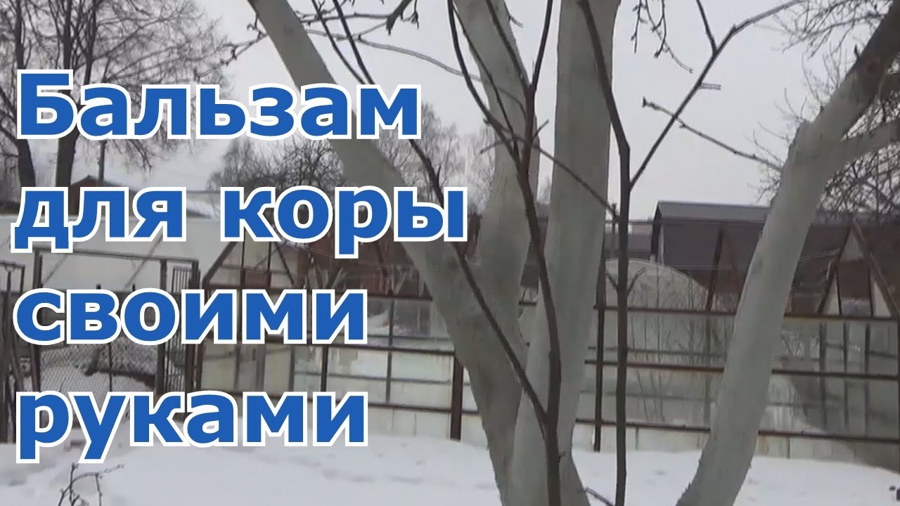 Побелка деревьев весной. Рецепт живительного бальзама для коры