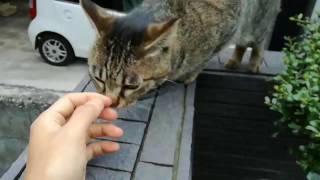 ねこさん - YouTube