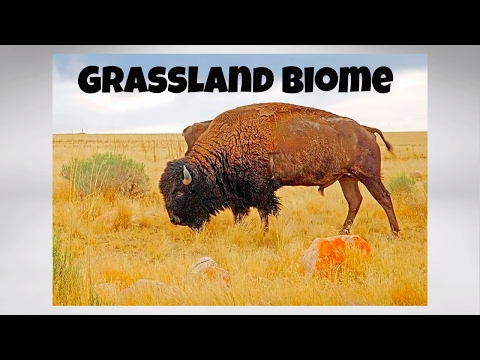 Video: Ano ang mga biome sa grassland?