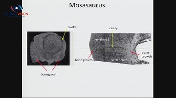 Inauguratie Prof. dr. Joop van den bergh