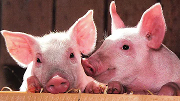 Quali sono gli animali che gli ebrei non possono mangiare?