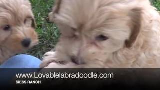 abbypups8wk by siessranch1 668 views 7 years ago 3 minutes, 51 seconds