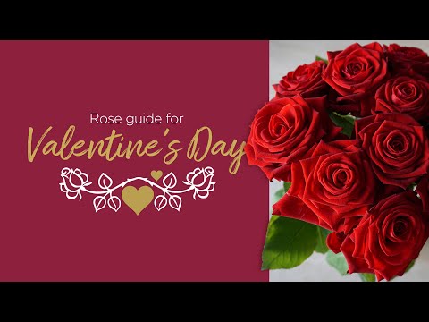 Video: Krásné odrůdy růží: Jaké jsou nejlepší růže na Valentýna