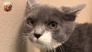 This cat was called 'mean.' Then he met my husband. Tails_H2Me