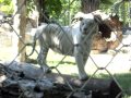 Белый тигр в Белградском зоопарке ))