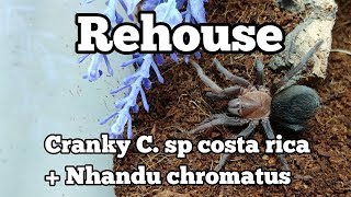 N. chromatus | REHOUSE | C. sp costa rica
