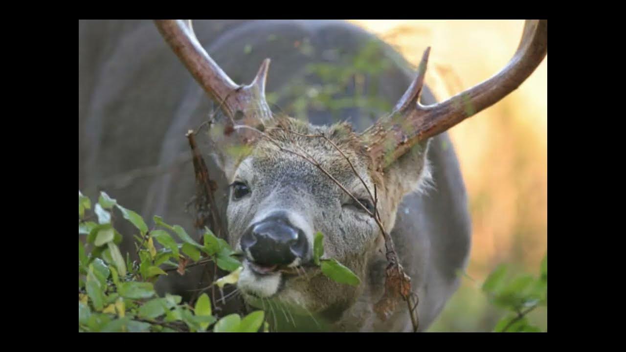 Deer Overpopulation Hunting and Wildlife Management YouTube