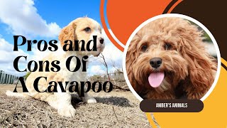 Pros and Cons of a Cavapoo