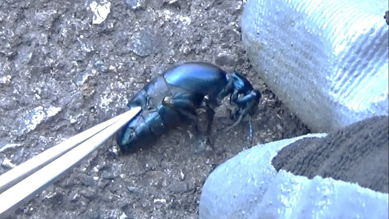 激珍種！チリの毒々し過ぎるツチハンミョウ！！ 激珍種！チリの毒々し過ぎるツチハンミョウ！！ 毒をメスに