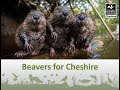 Bringing beavers back to Cheshire