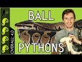 Ball Python, The Best Pet Reptile?