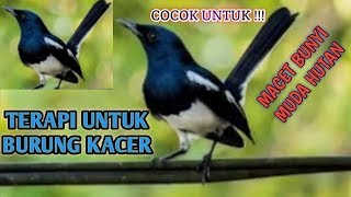 Download Lagu terapi kacer macet bunyi ampuh JERNIH,terapi air untuk burung kacer macet bunyi dan kacer muda bahan MP3