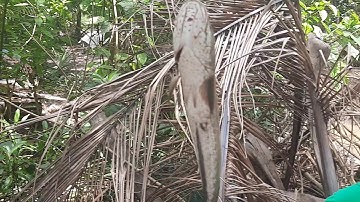 Bến Tre TV | Câu cá lóc siêu nhanh