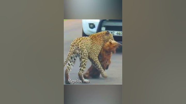 Why does a leopard drag a hyena?