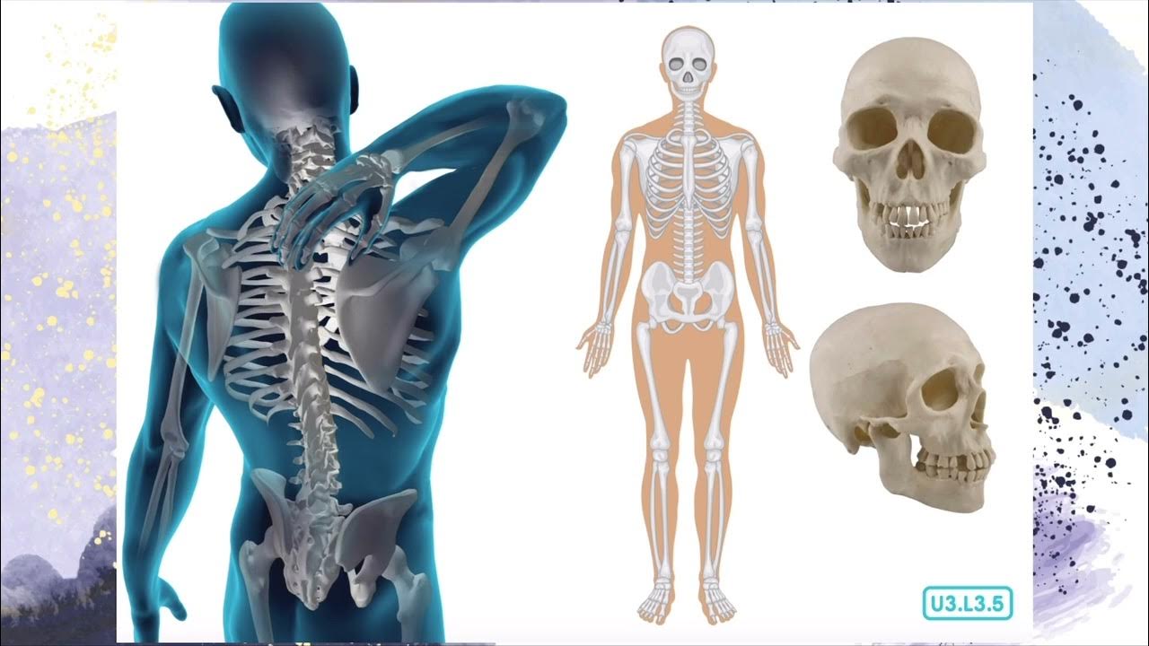 Unit 3 Lesson 3 The skeletal system all about bones Pt 1 - YouTube