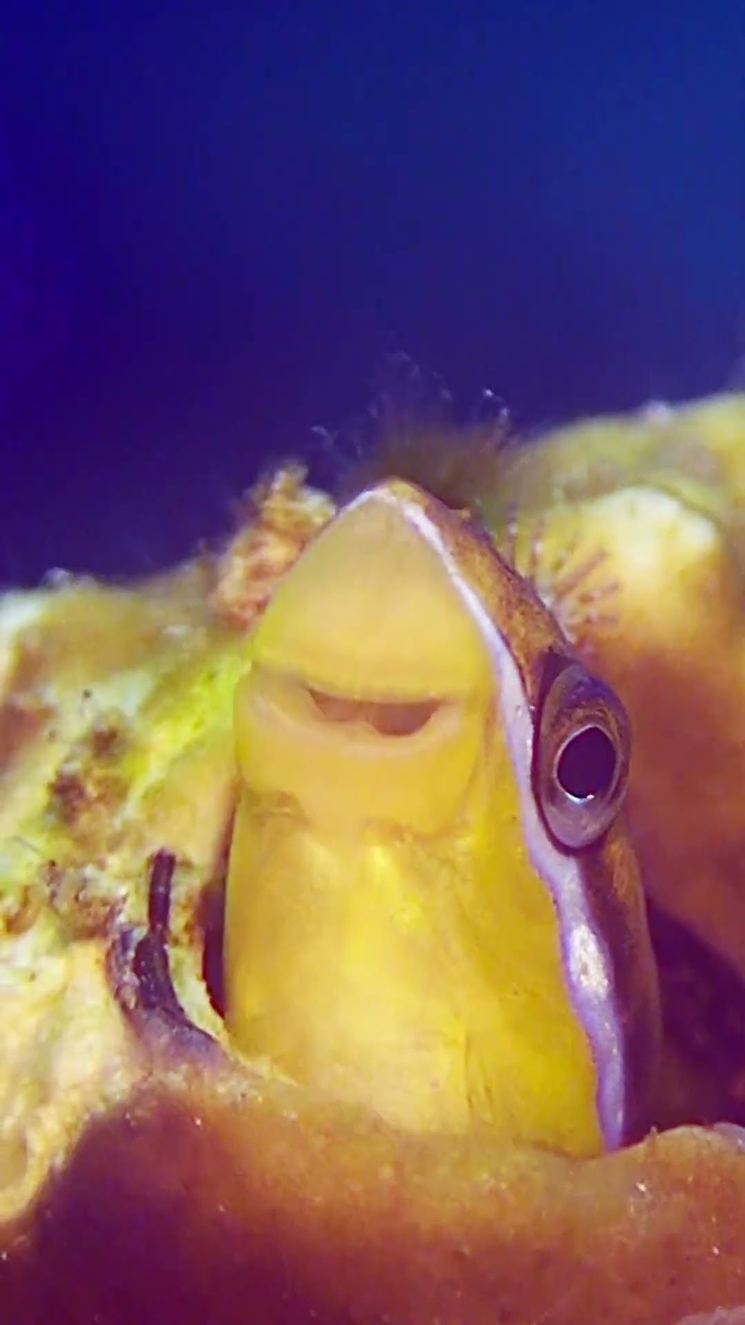 Smiling Fish || ViralHog