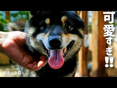 柴犬の今まで見たことない行動が可愛すぎる!【黒柴犬】【豆柴】【柴犬 かわいい】