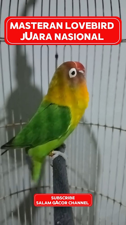 Masteran Lovebird #fypシ゚viral #berandayoutube #lovebirds #lovebird #kicaumaniaindonesia#burung