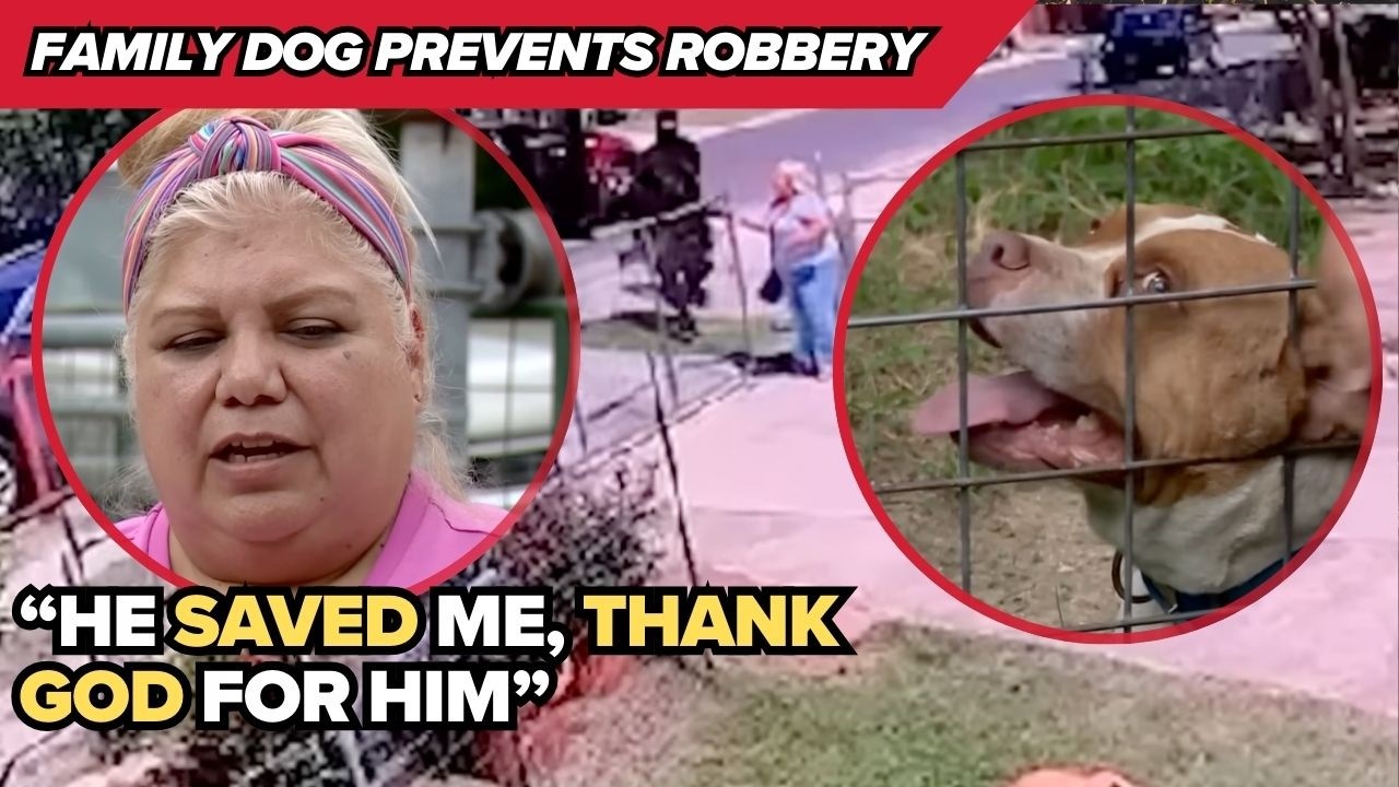 Family dog comes to the rescue of SA woman ambushed by masked attackers in broad daylight