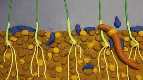 Ecosystem Services in Agriculture