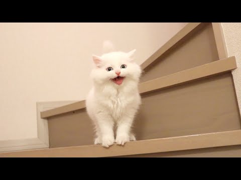 kitten-crying-on-the-stairs