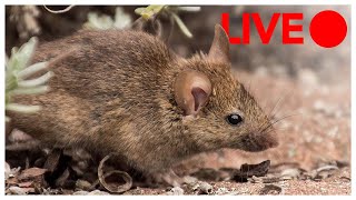 Mouse Watching Video for Cats | 24/7 Mice Stream