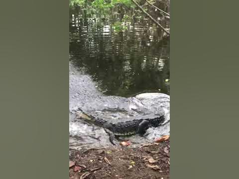 Encountering a LARGE SALT WATER CROCODILE in Costa Rica. LIGHTNING
