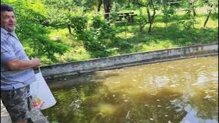 LITTLE HONEY 😭🍯MANY SWIOMS🐝🐝🐝 LUCERNE FOR ANIMALS🐑🐐 WORKS IN THE SOLARIUM 🍅🌶️🥒