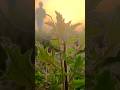 farming #desi#haryani #nature #daily#slowedandreverb #modernfarmer 🌱🌎🌿🚜