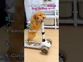 Ranking Top 5 Cutest Dog Videos