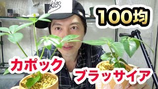 １００均の観葉植物 カポック ブラッサイア を超巨大化させたい 観葉植物に関して