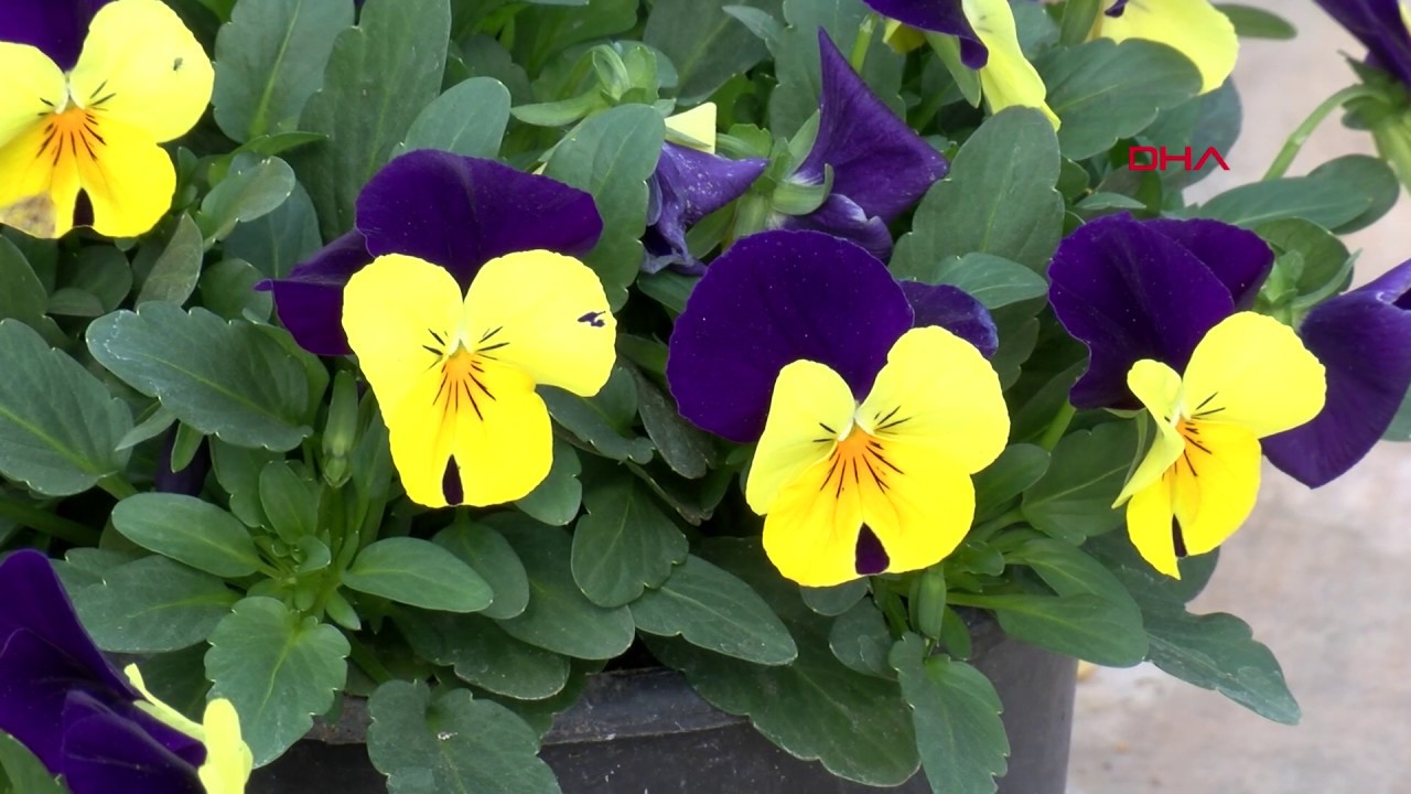 Sevgiliye 'yenilebilir çiçek' hediyesi