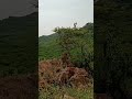 एक फोर्ट जिसके बिच्छ में अब पूरा जंगल बन गया है #vlog