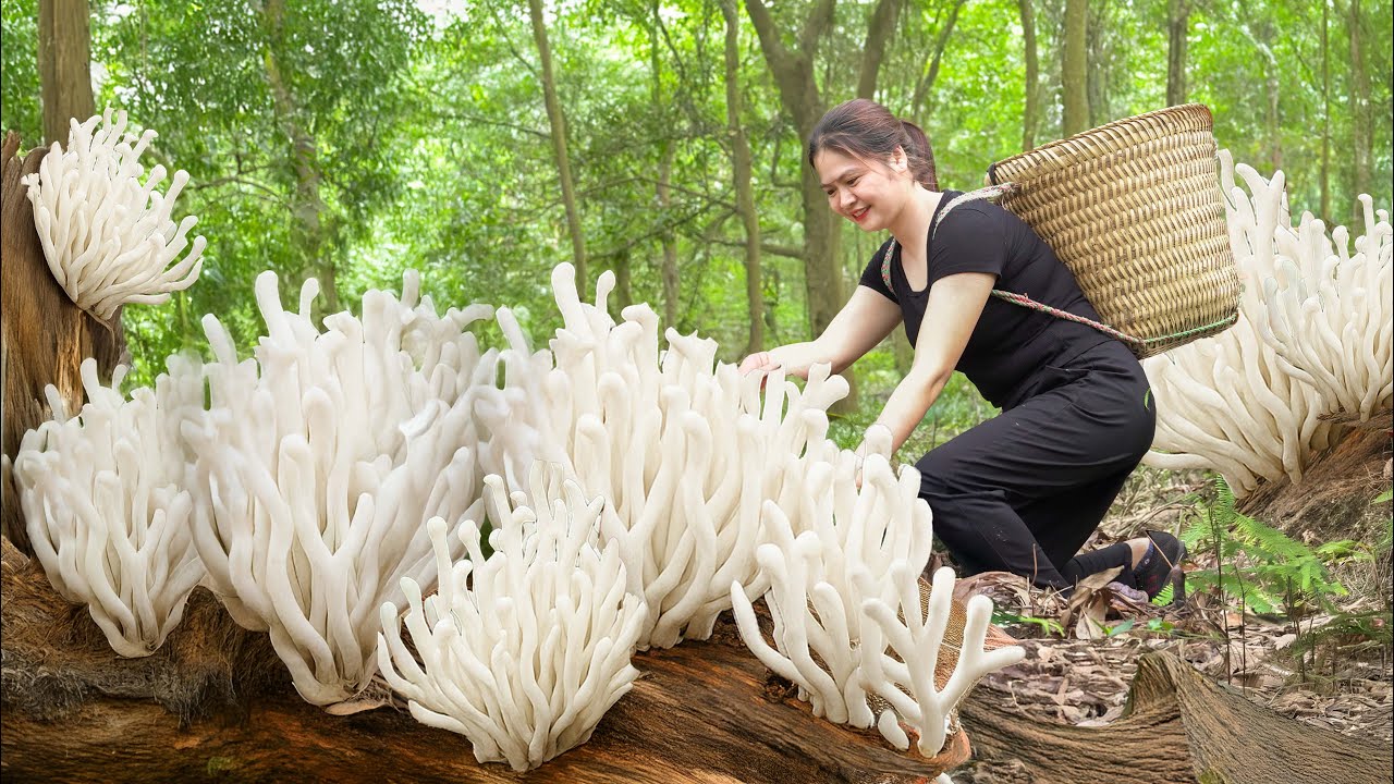 Harvesting White Coral Mushrooms and go to market sell | Cooking a Simple Country-Style Lunch