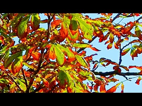 Футаж Осенние Листья. Футаж Осень. Футажи для видеомонтажа. Осенний футаж. Видеофутажи
