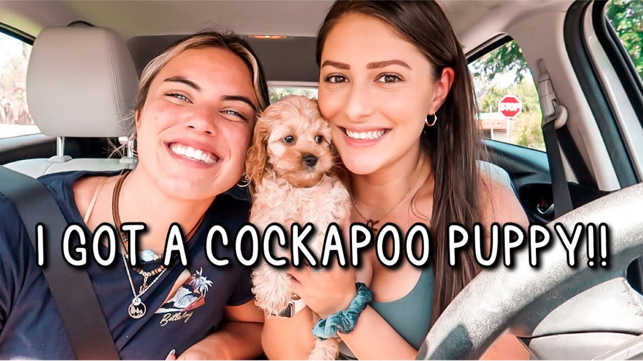 I GOT A PUPPY DOG! Picking Up My 8 Week Old Cockapoo VLOG!! - YouTube