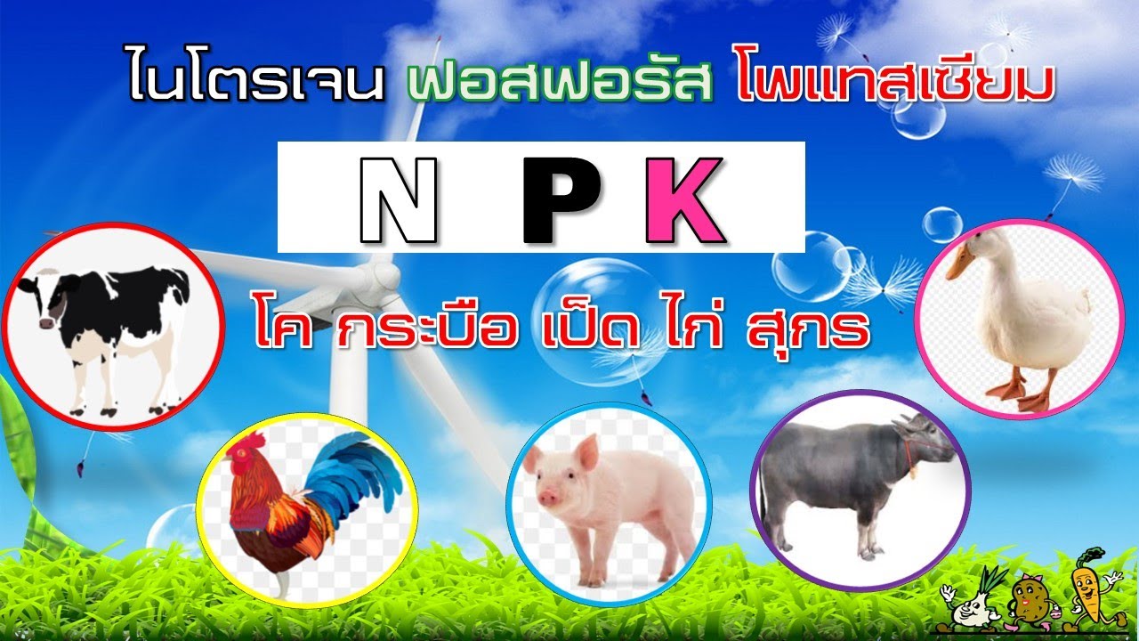 ธาตุอาหาร N-P-K ในมูลสัตว์มีเท่าไหร่? (โค เป็ด ไก่ สุกร กระบือ)