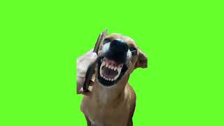 Dog meme / green screen