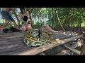 Terrifying Giant Python Guards Trapped Woman in Deep Forest 😱 | Brave Rescue Mission Gone Wrong