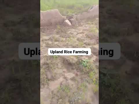How do you see this Upland Rice Farming